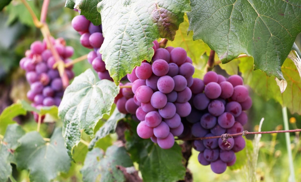 Charitable bunching | several bunches of grapes